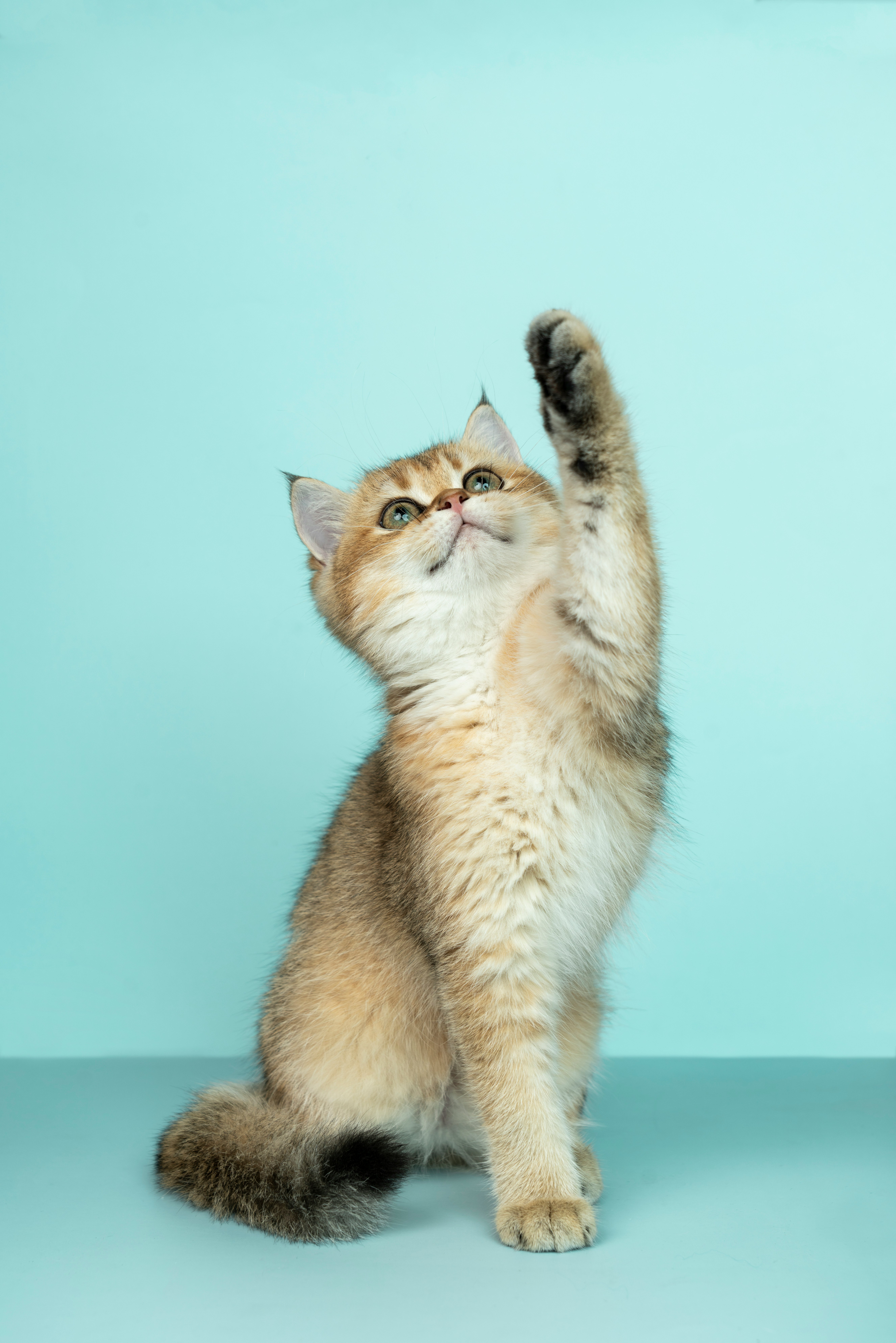Playful cat raising a paw