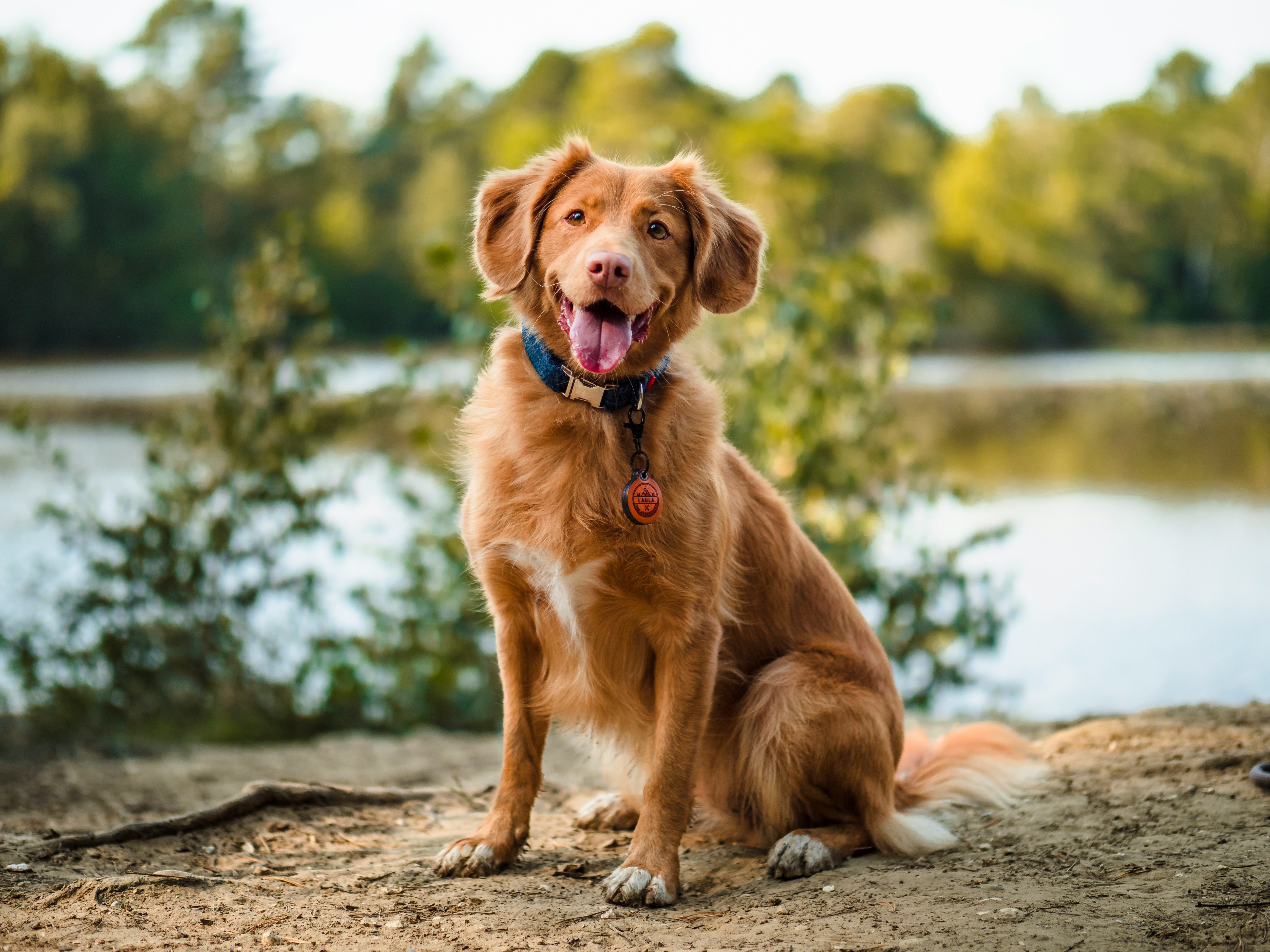 Dog sitting beside a lake