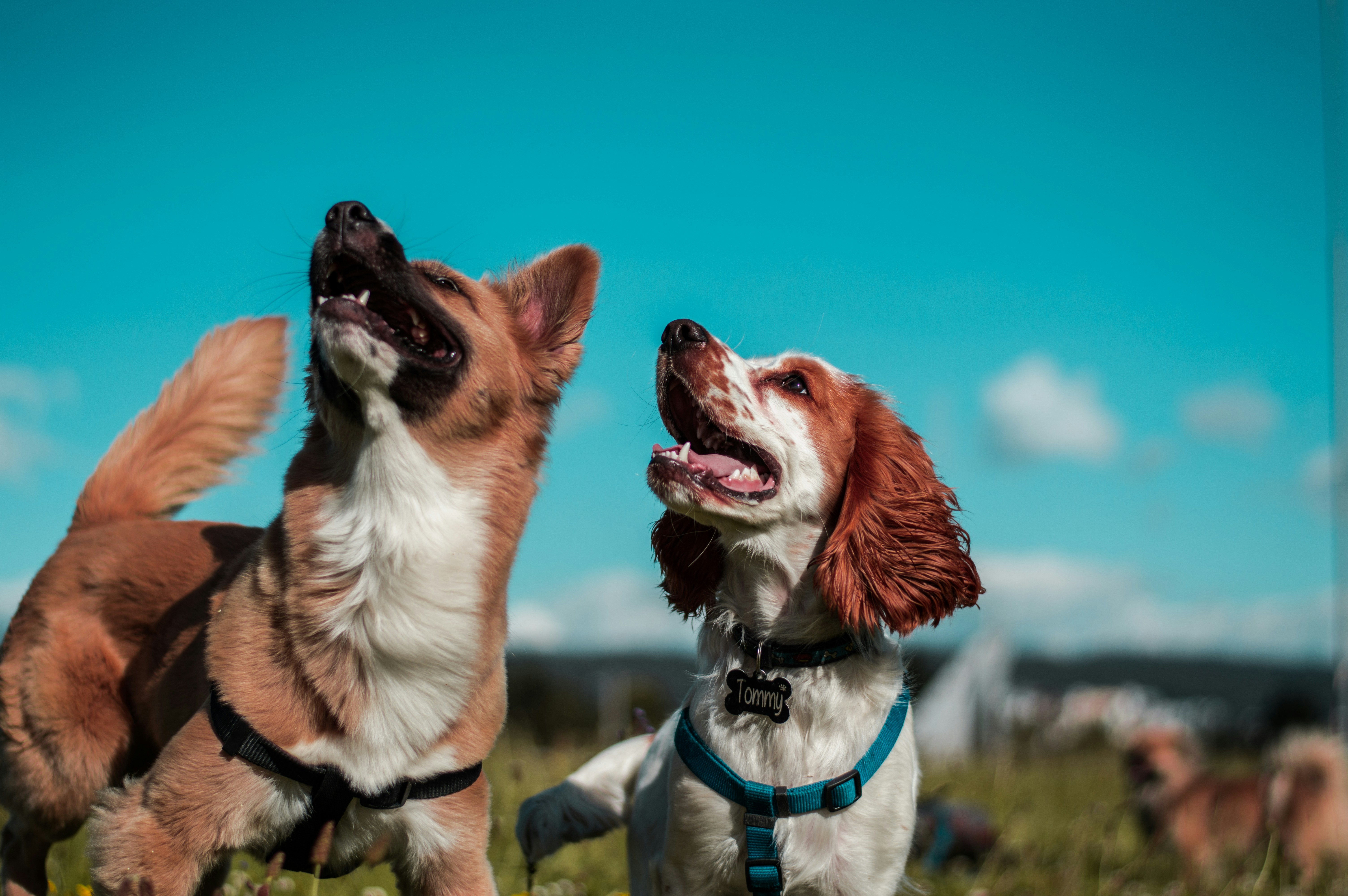 Two dogs enjoying the outdoors