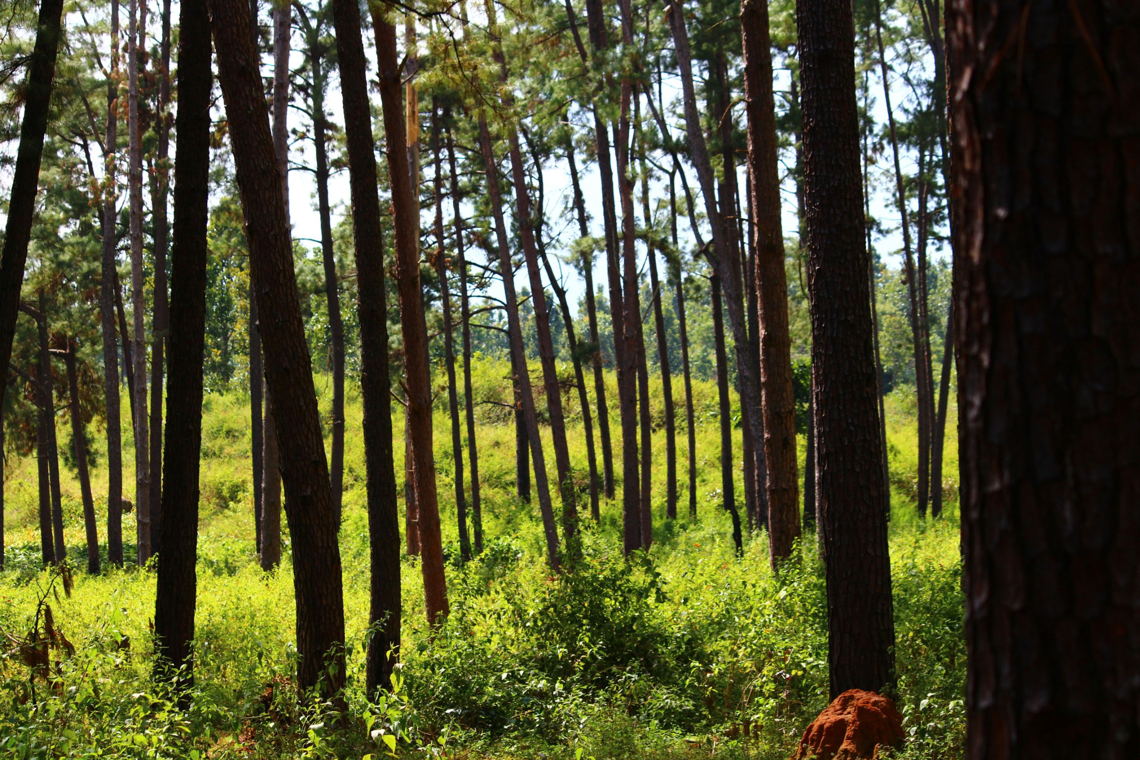 Pine Forests. Cool Hills. A Quiet Escape Together.