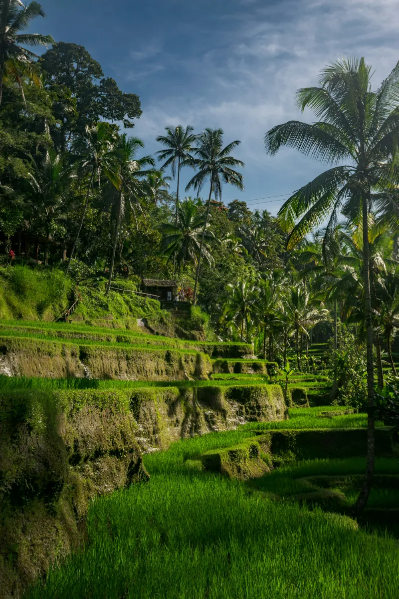 ASIA