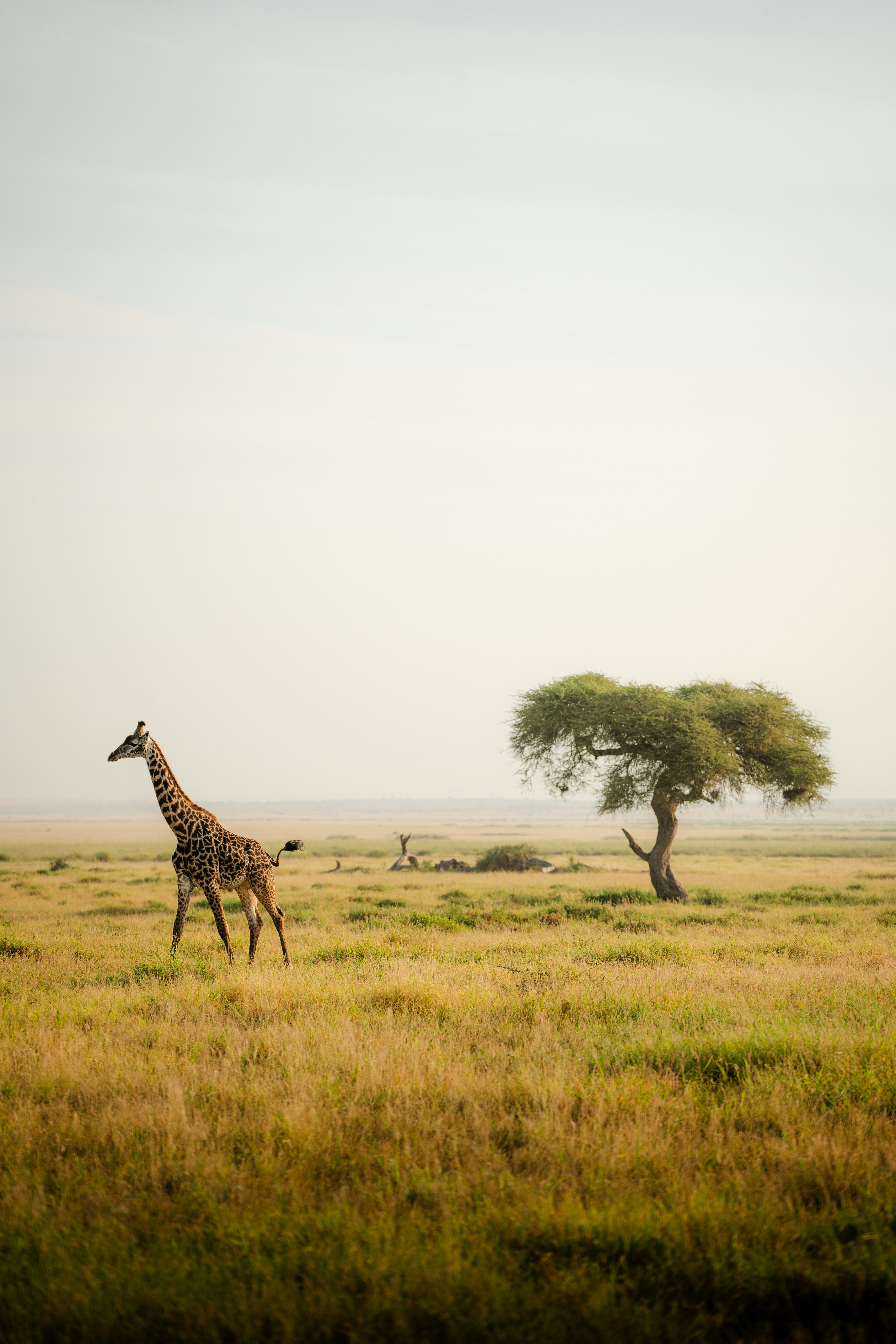 Africa