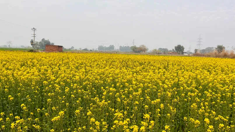 Punjab Gallery Image 5
