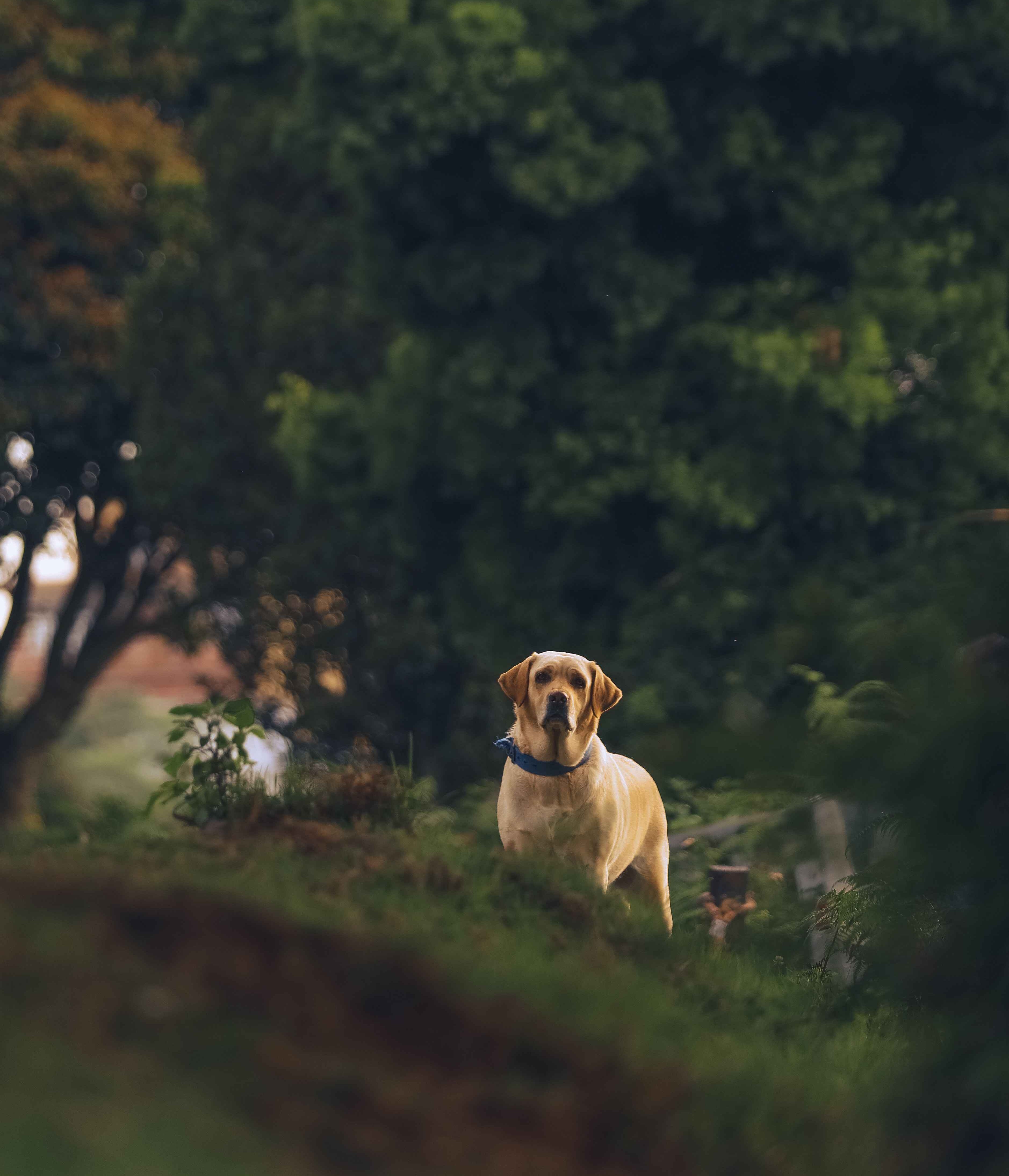Misty Plantations. Forest Trails. Easy Escapes.